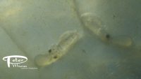 squid larvae for Nat Geo production (as stock footage)